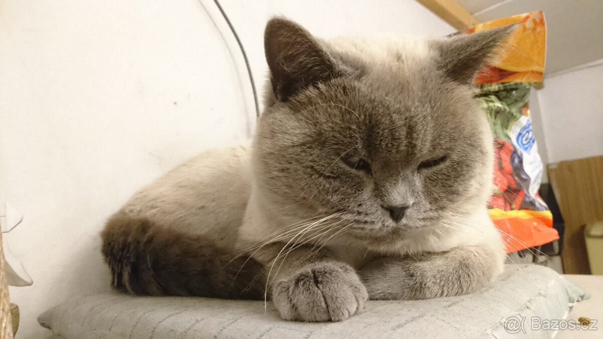 Britský kocour ke krytí - 3