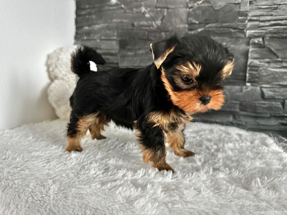 Jorkšírský teriér s PP - 3