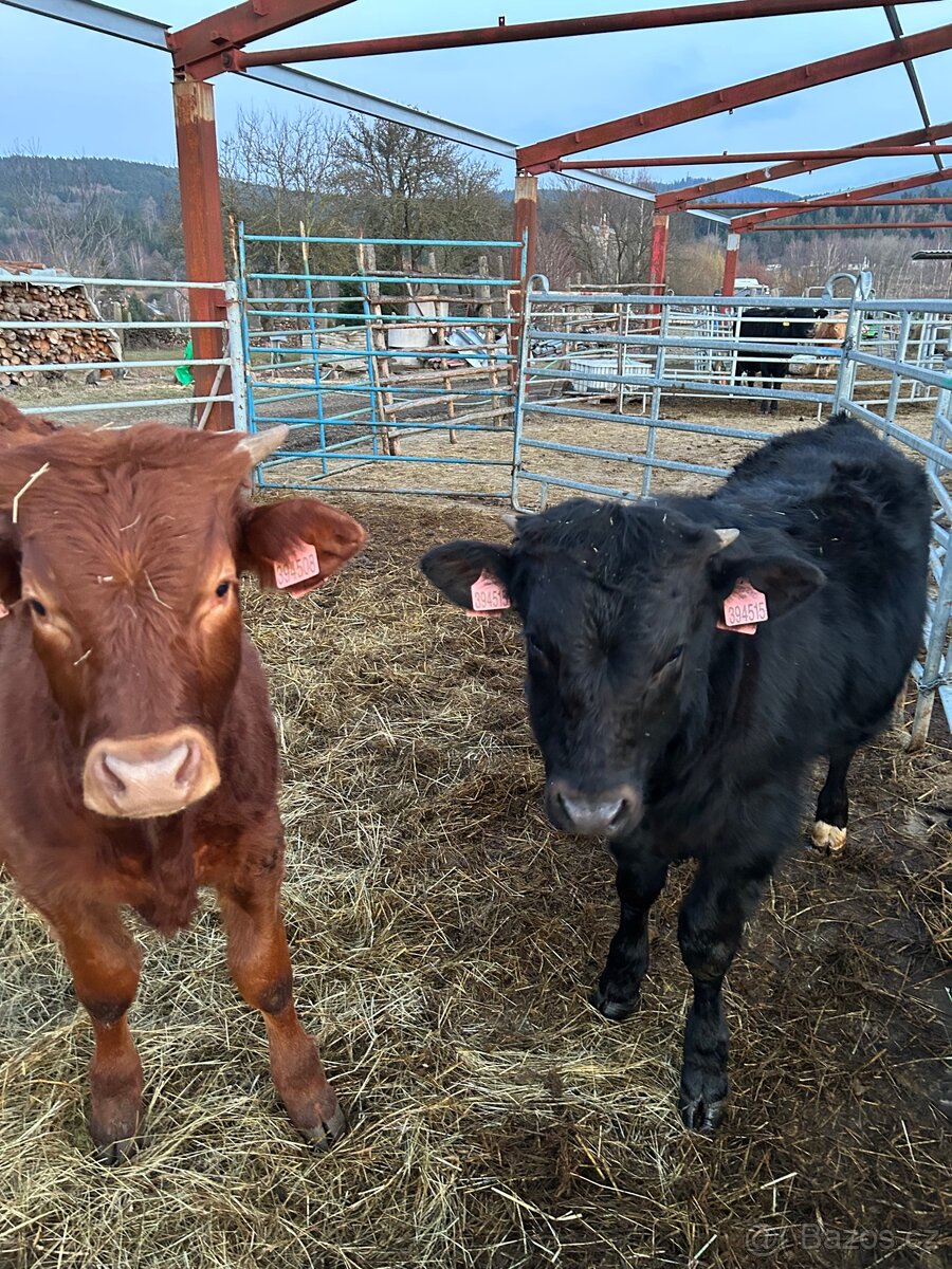 Prodám zástavové býky - 3