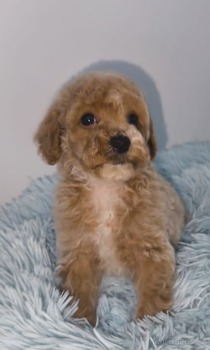 Pudl-toy/trpasličí - 3