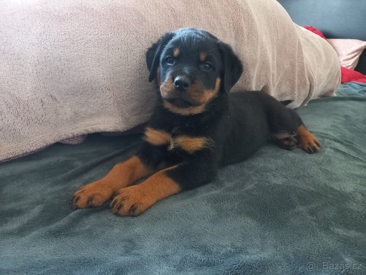 Nabízím rotvajler štěňátka - 3