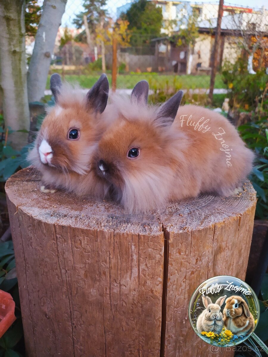 Zakrslí králíčci ze Znojma - 3