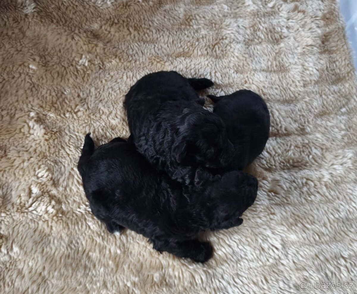 Pudl trpasličí - 3