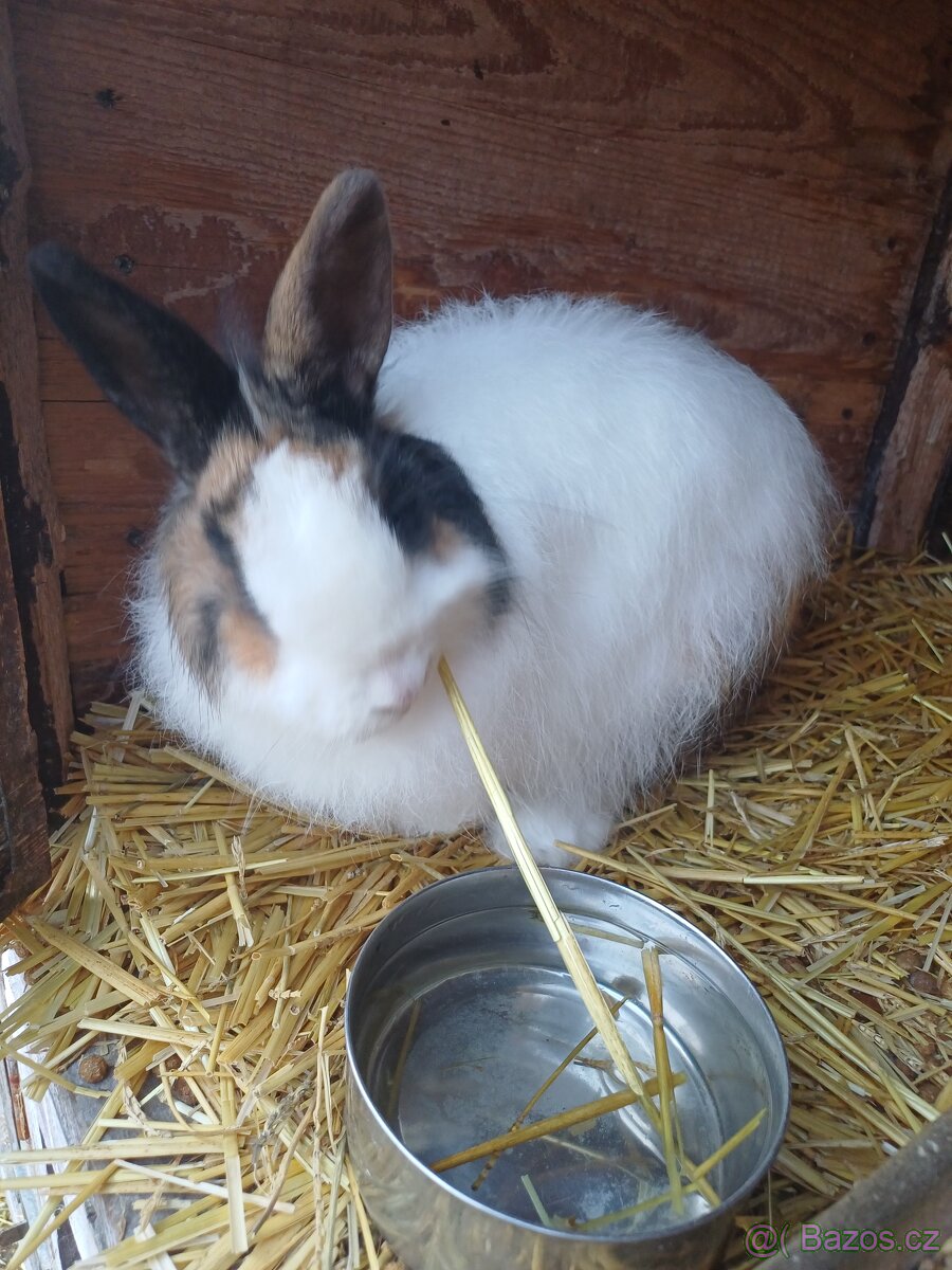 Zakrslý králík - 3