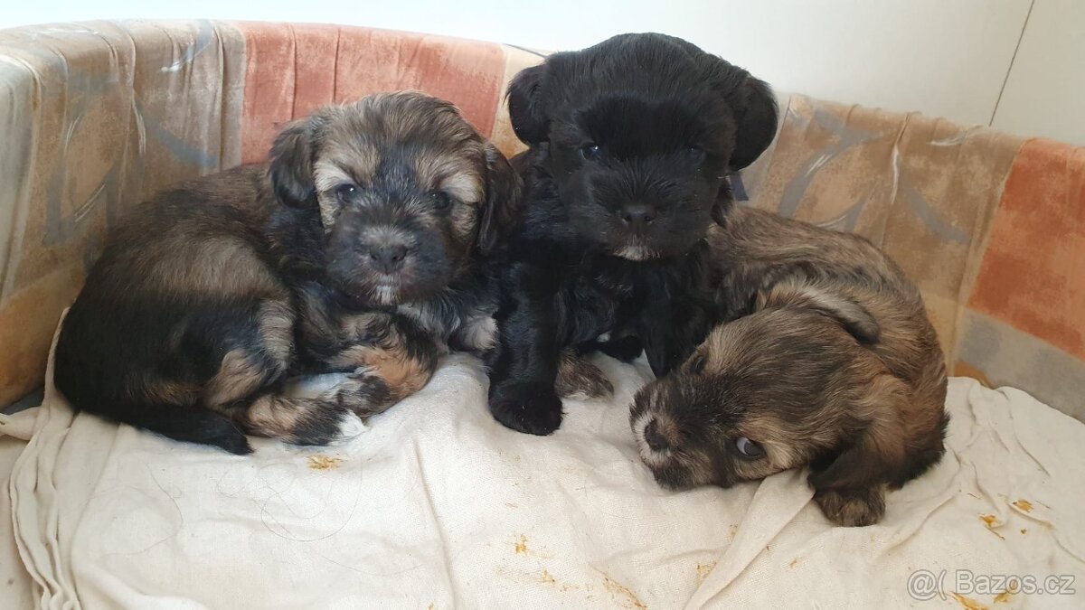 Lvíček - štěňata s PP - 3