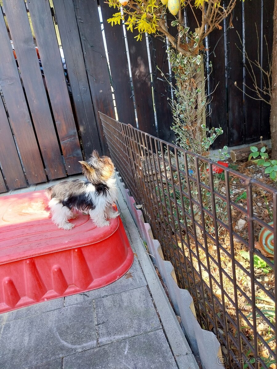 Jorkshirsky terier yorkshir mini biewer - 3