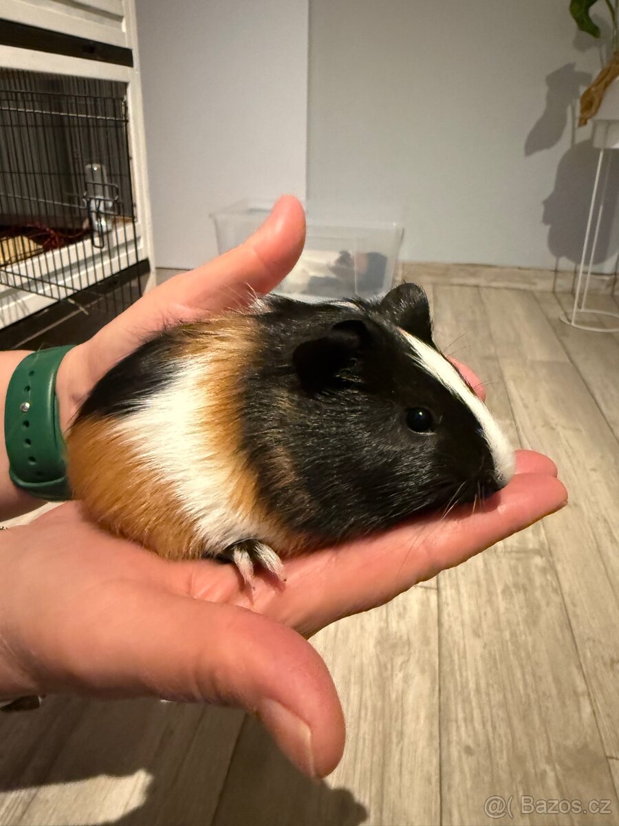 Morčátko na prodej - 3