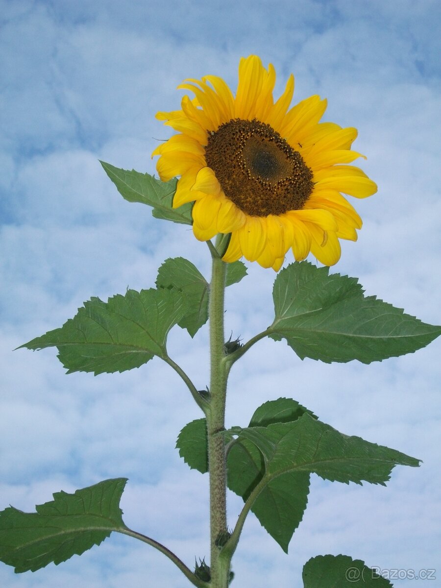 Kelímy na sadbu pro zahradníky a zahrádkáře - 3