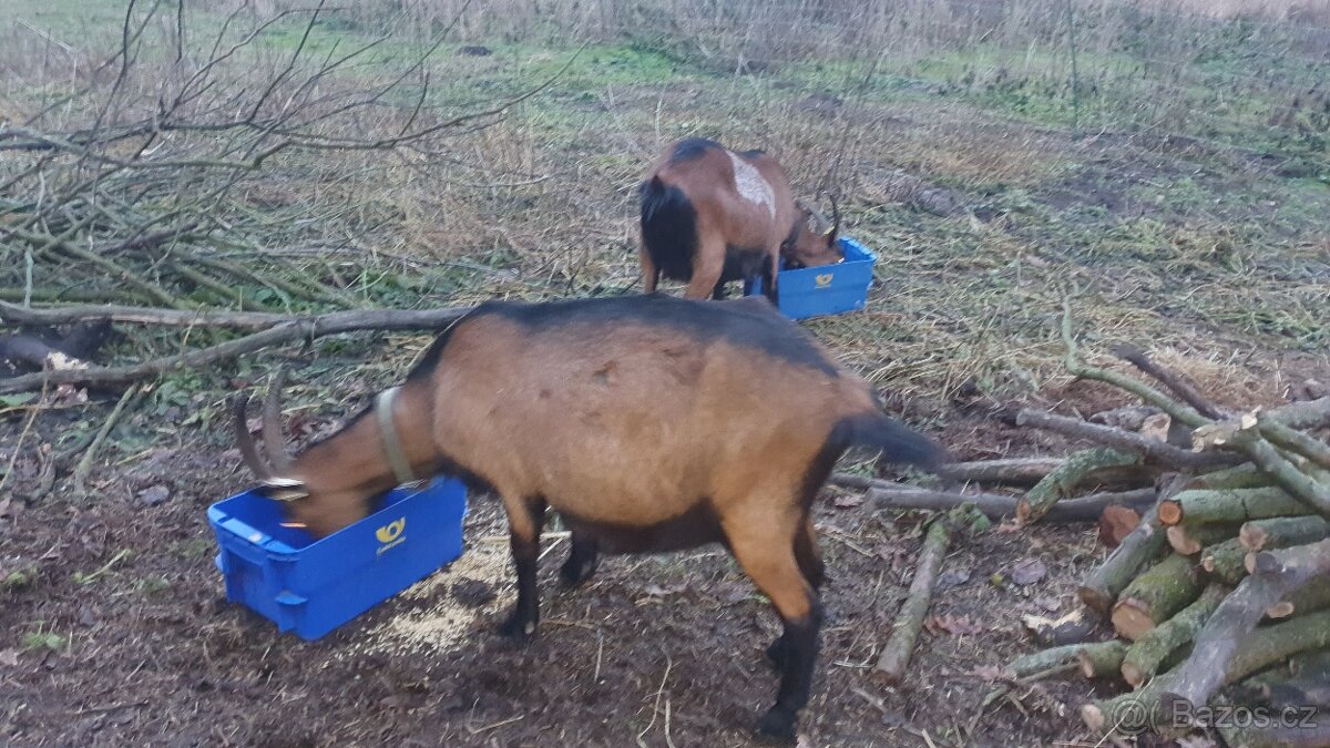 Březí kozy + kozlik stado 9ks - 3