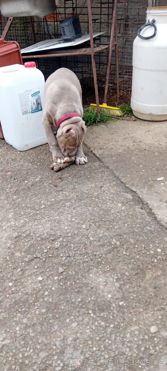 Roses Bully Chanel - 3