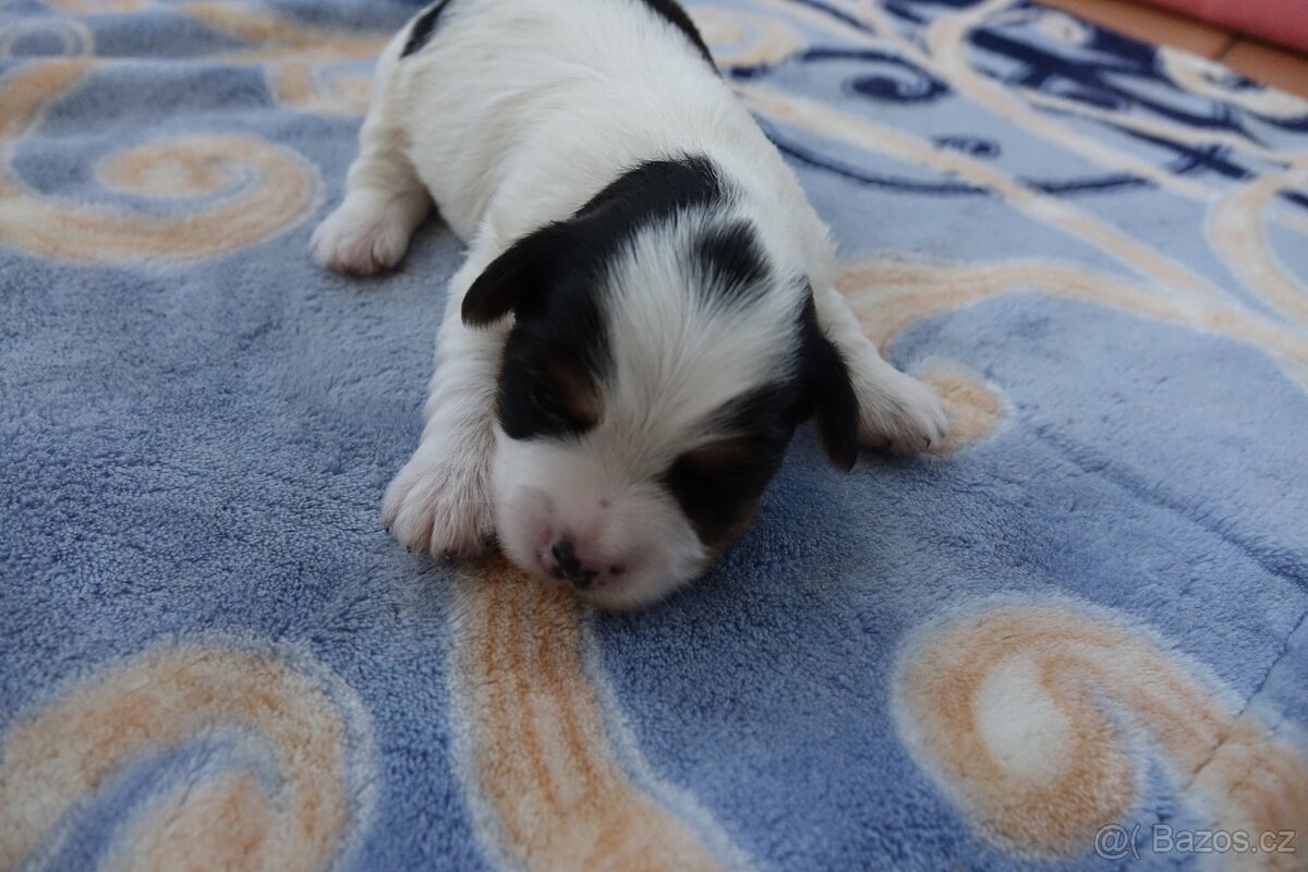 pejsek biewera k rezervaci - 3