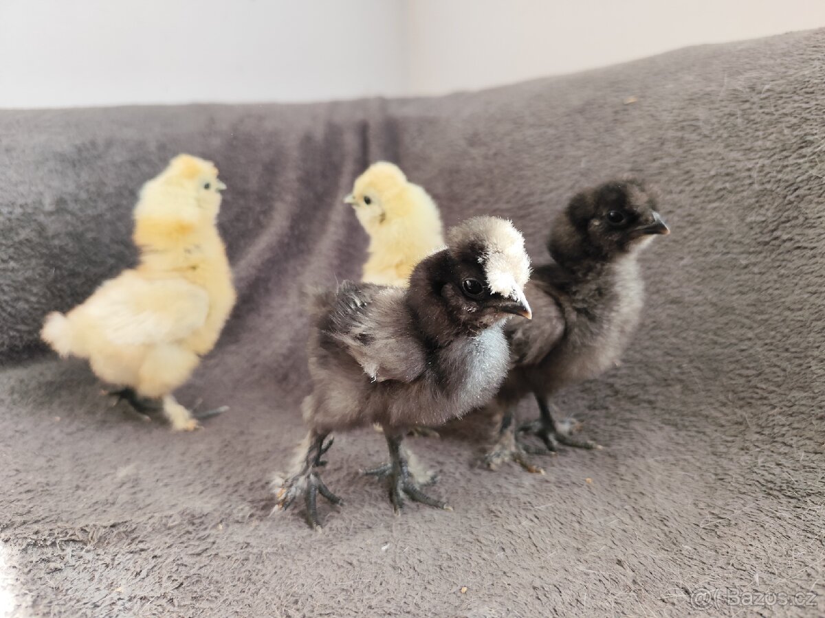 Hedvábnička EU velká - 3