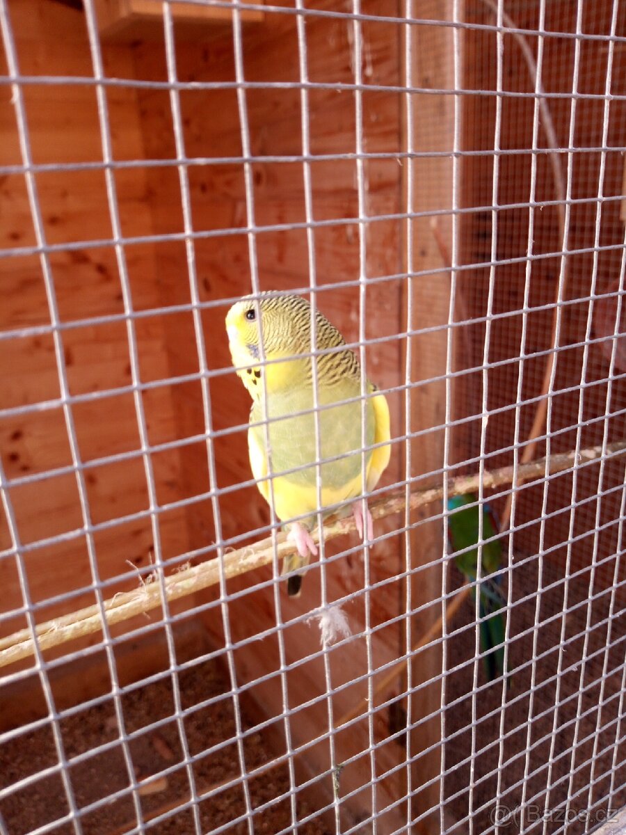 Prodám andulky. - 3