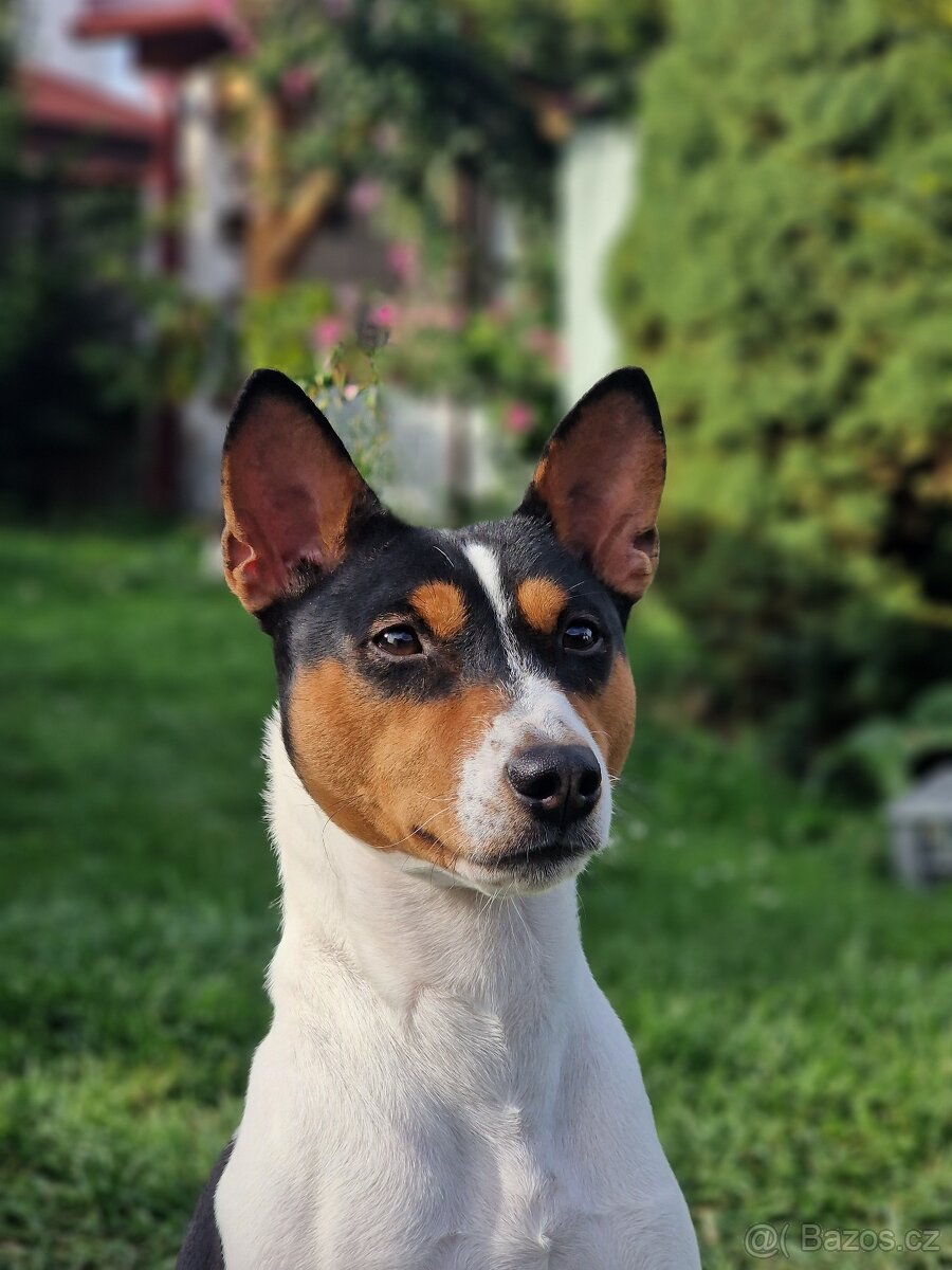 Basenji s PP - 3