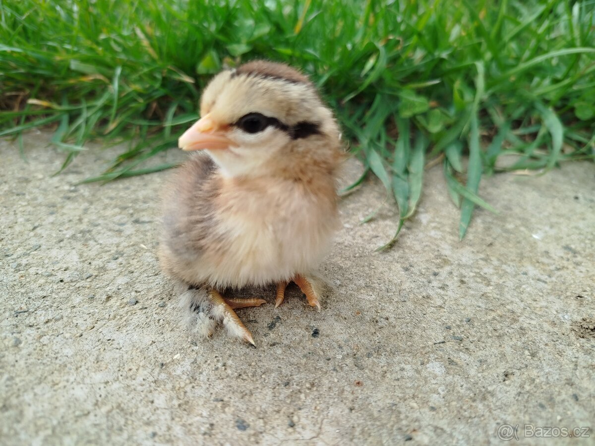 Zakrslá rousná - 3