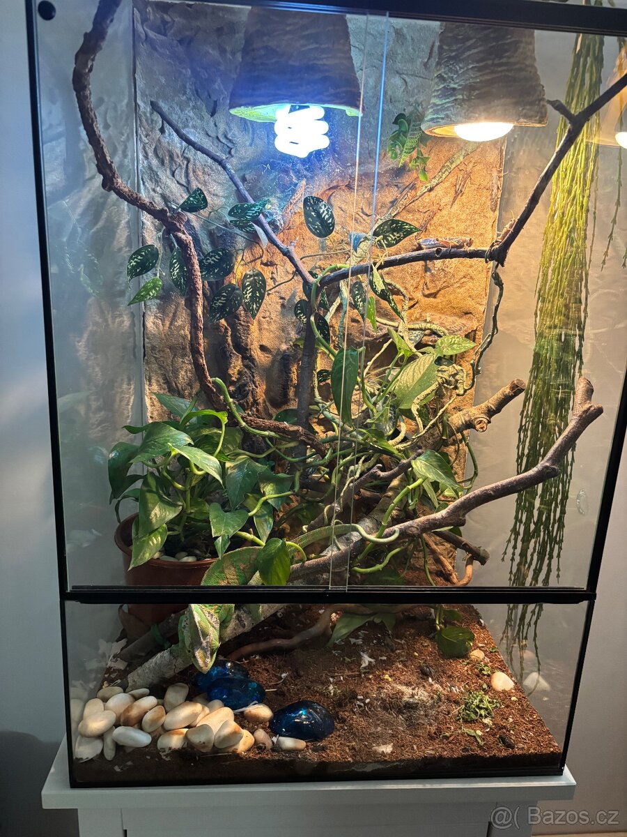 Chameleon s teráriem - 3