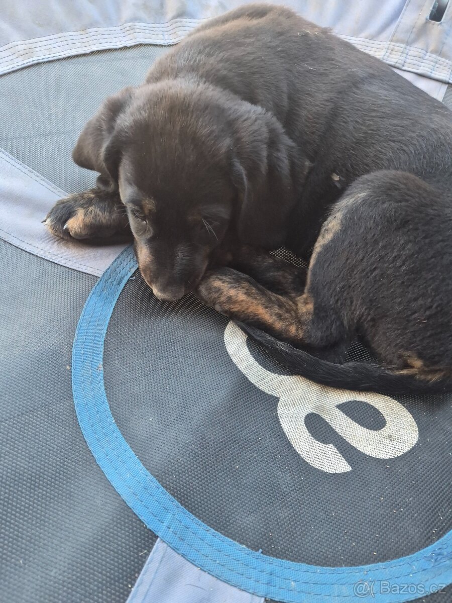Labradora a dalmatin kříženec z Ridgeback - 3