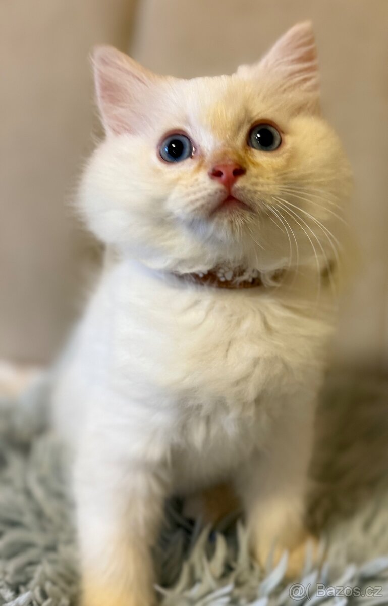 Ragdoll kocourek Imail - 3