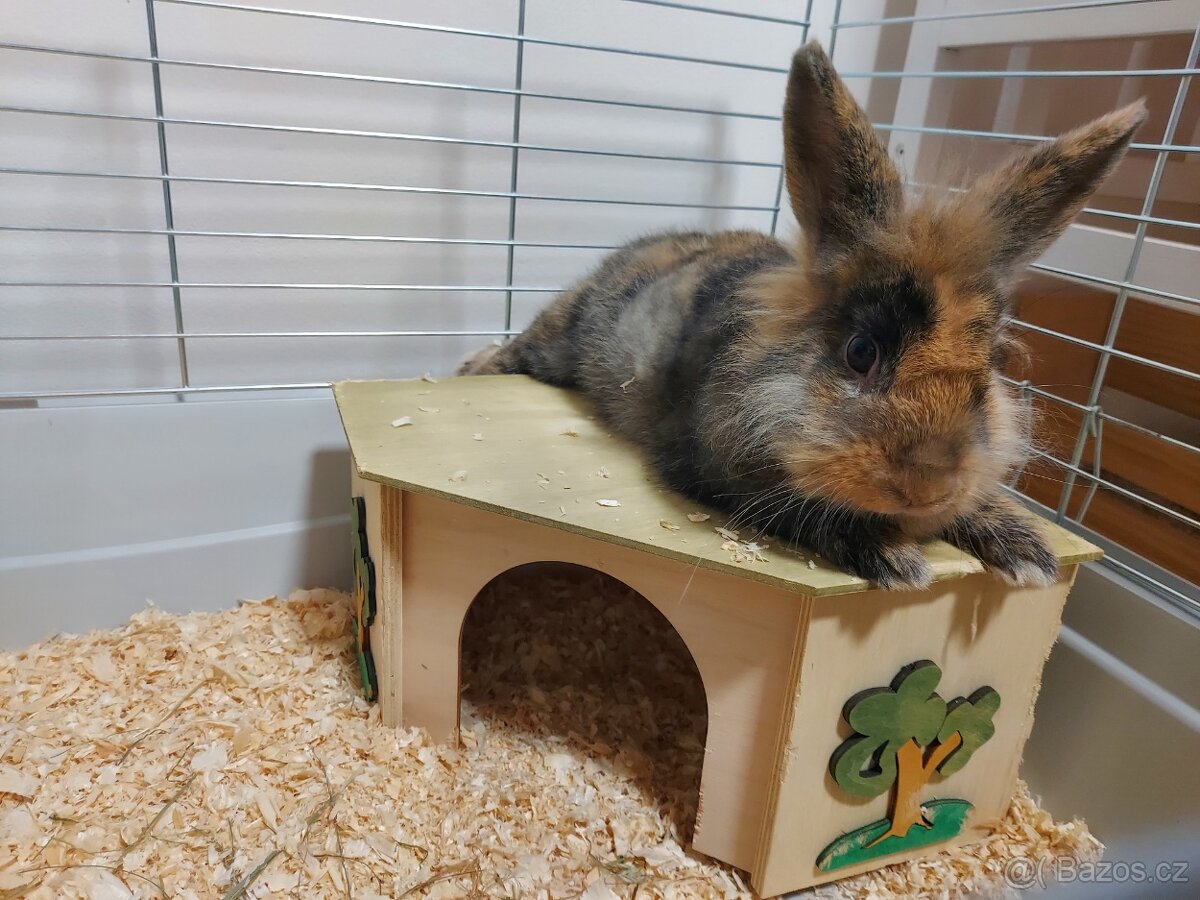 Zakrslý králíček - 3