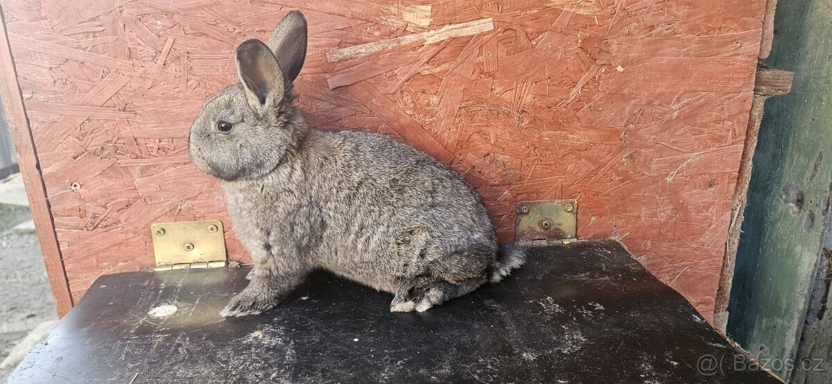 Kříženci Hyla& Vídeňský modrý - 3