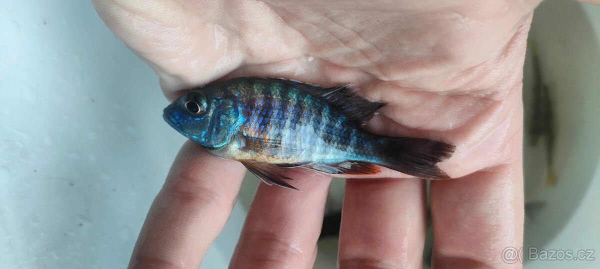 Tlamovci Malawi 14 - 3