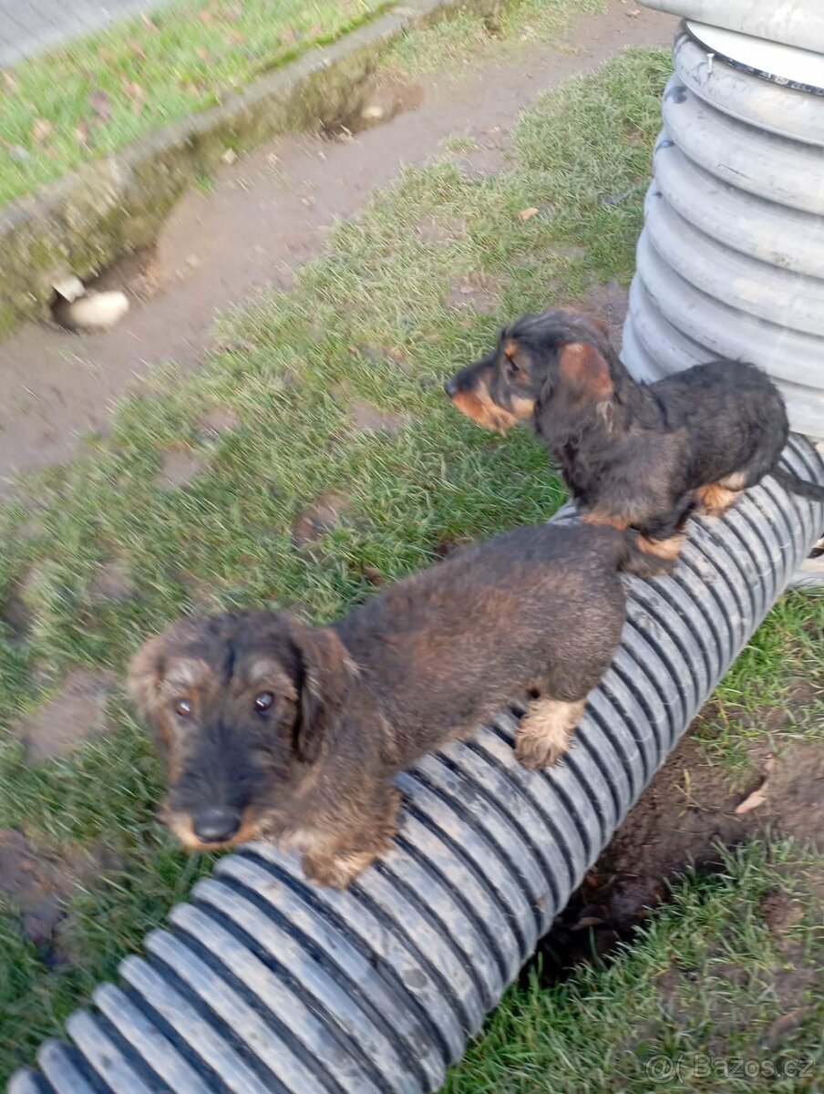 Jezevčík drsnosrstý - 3