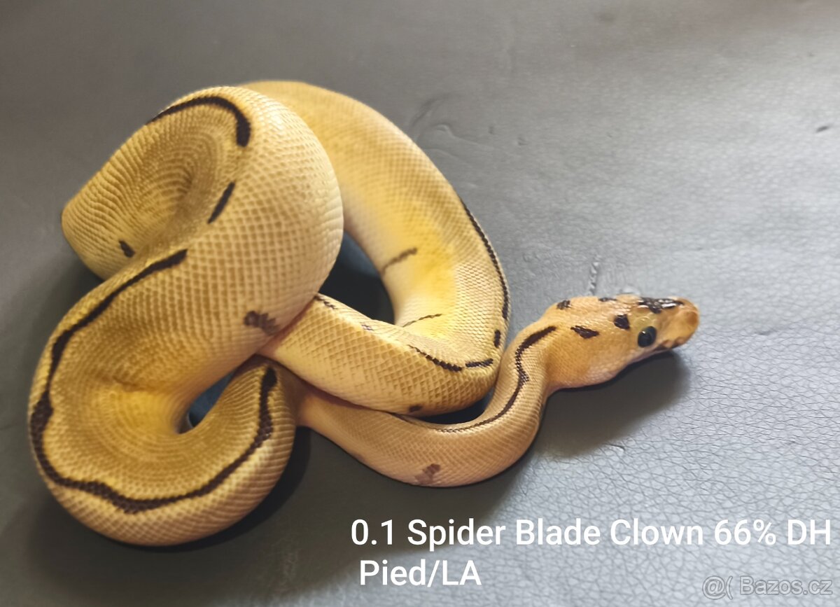 Krajta královská - 3