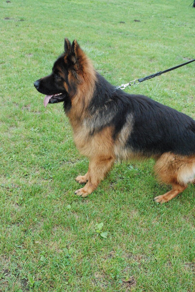 Německý ovčák - 3