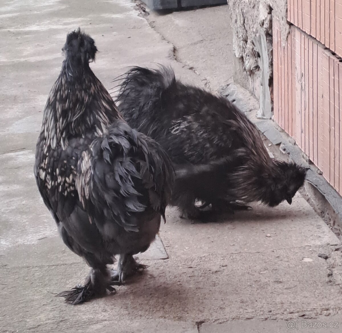 Hedvábnička kohoutci - 3