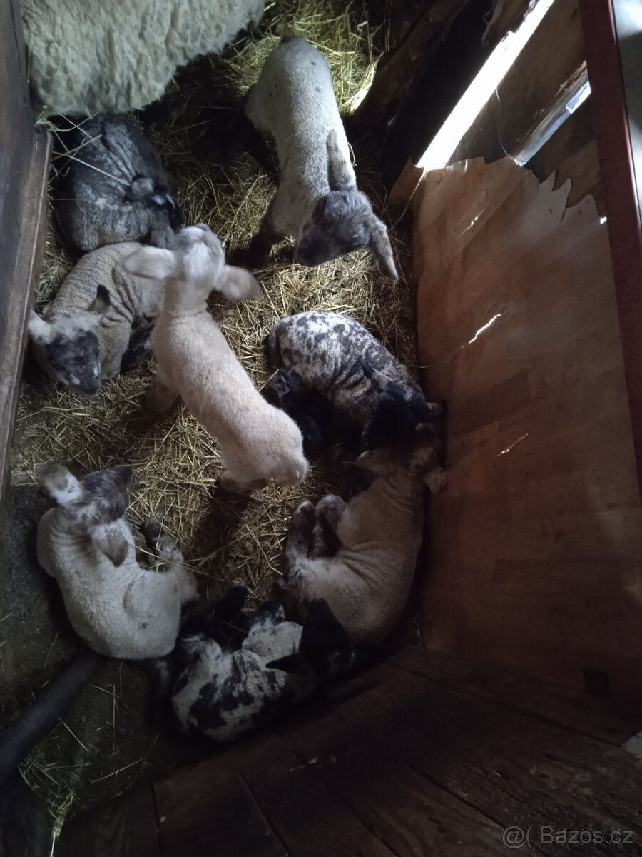 Prodám masná jehňata - 3