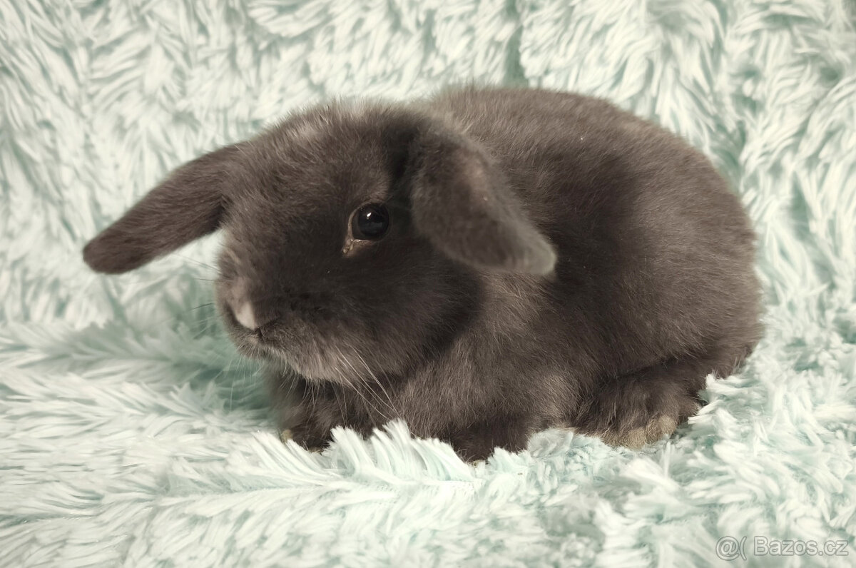 ⭐️ Zakrslý beránek SATÉNOVÝ ⭐️ 🍀 V3 🍀 - 3