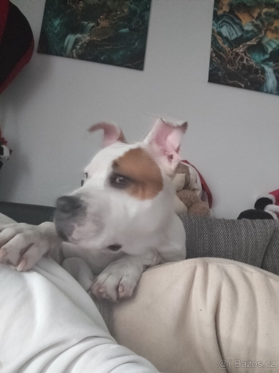 Americký Stafordšírský teriér - 3