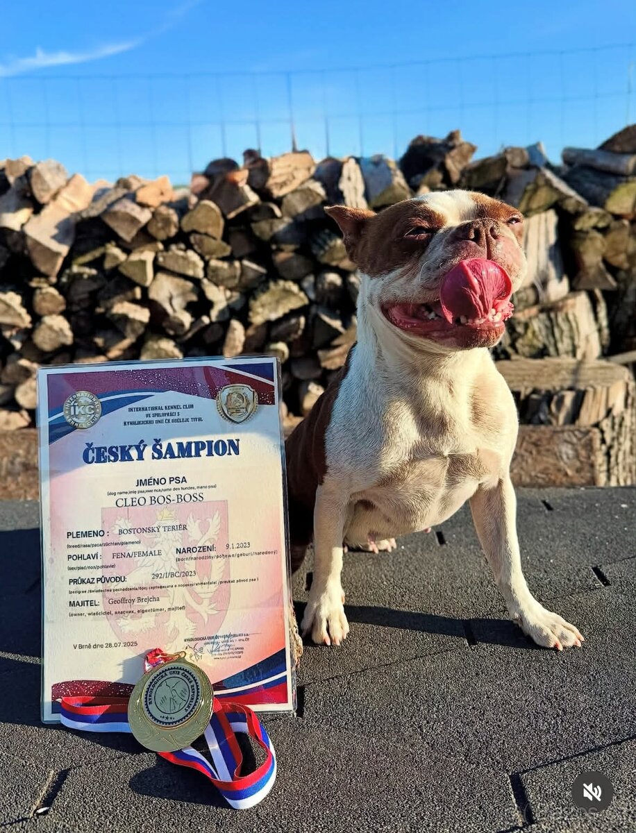 Bostonský teriér s PP- Očekáváme vrh 💖🐶 - 3