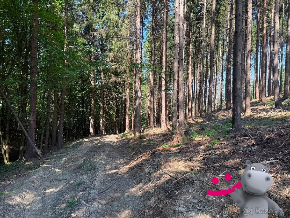 Prodej lesa 21 183 m², Janová, ev.č. 58891 - 3