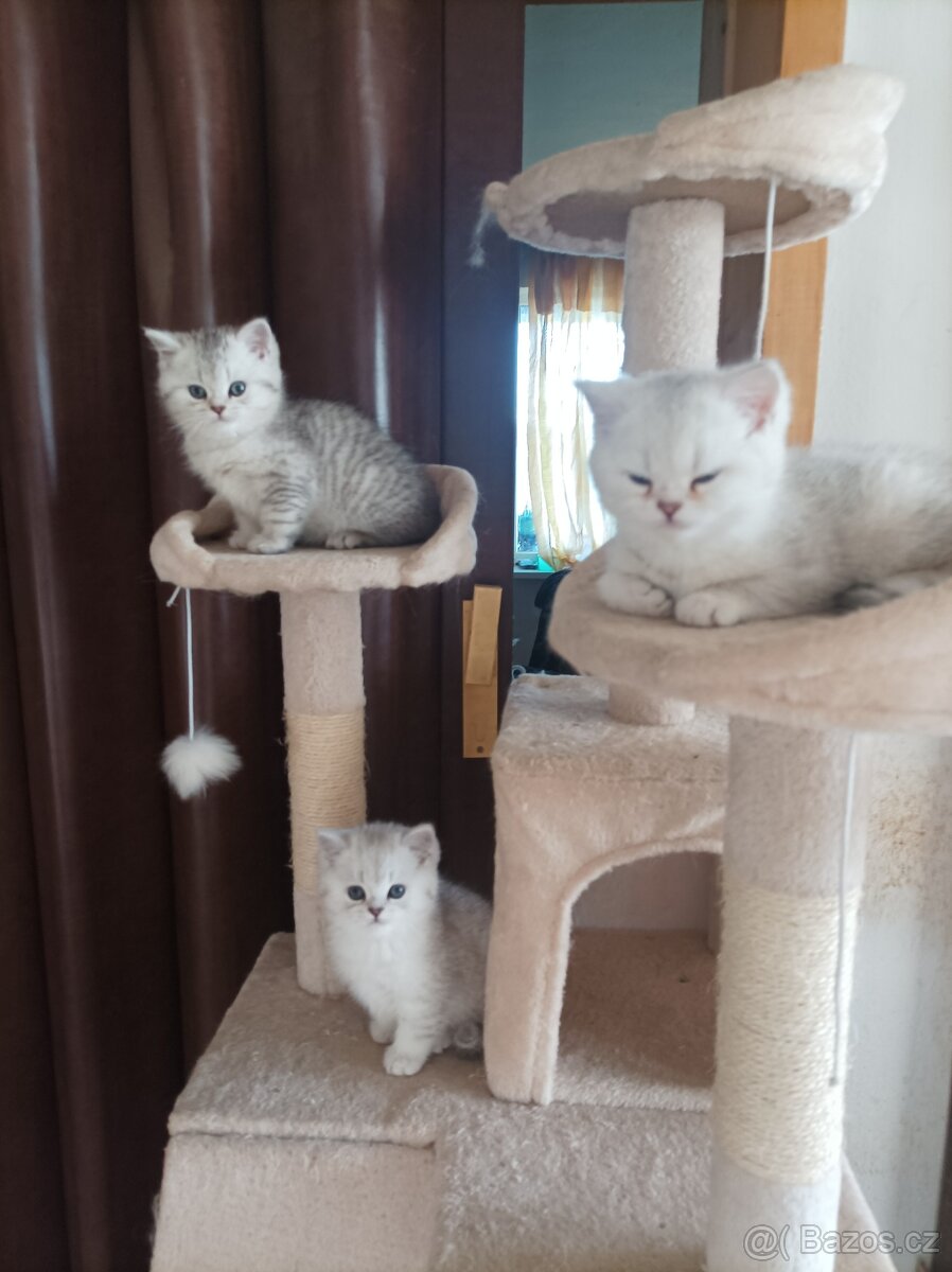 Luxusní koťátka Britské činčily - 3