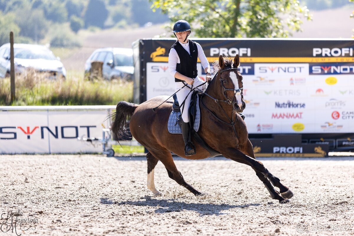 Klisna slovenského teplokrevníka - 3