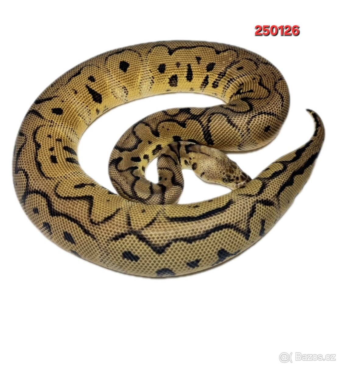 Krajta Královská - 3