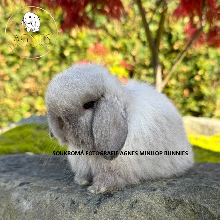 Zakrslý králík beránek typu Minilop - 3