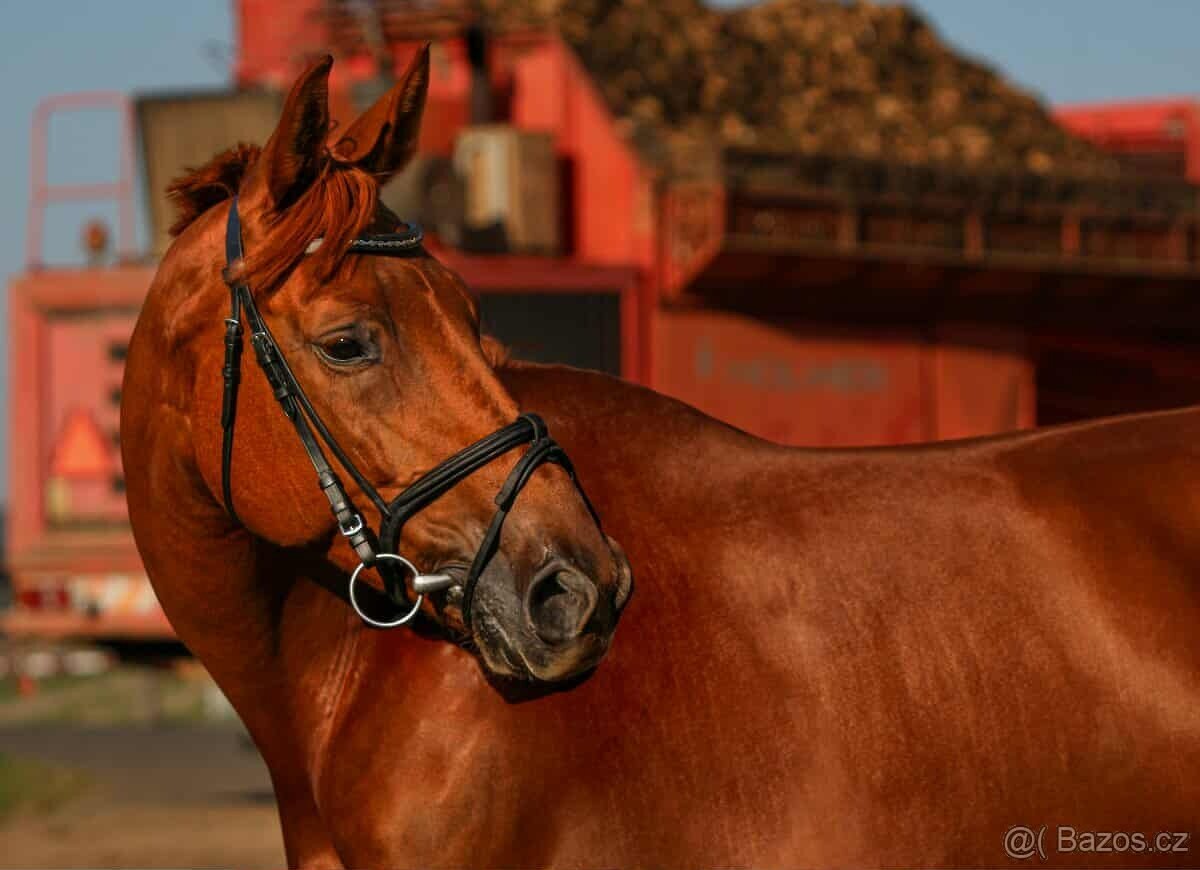 Klisna ČT, 5 let - 3