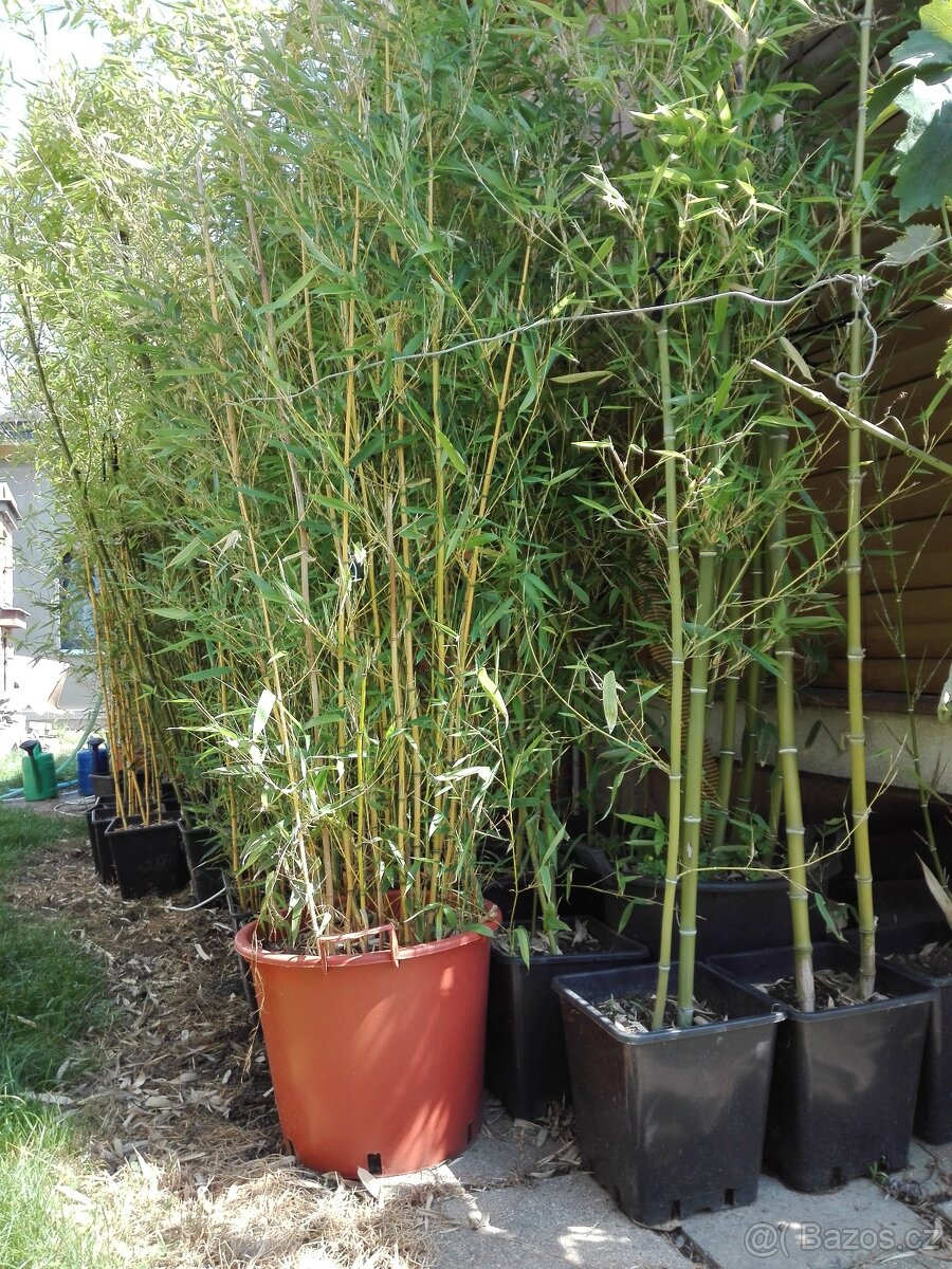 Bambusy Vysočina - 3