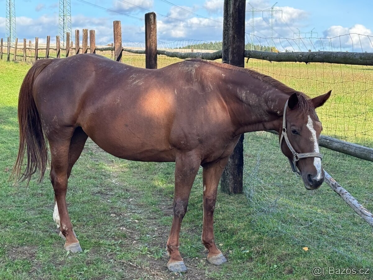 Prodám březí polokrevnou klisnu - 3