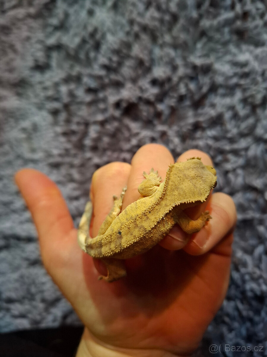 Pagekon řasnatý - 3