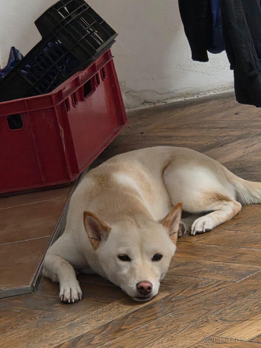 Shiba inu ke krytí - 3