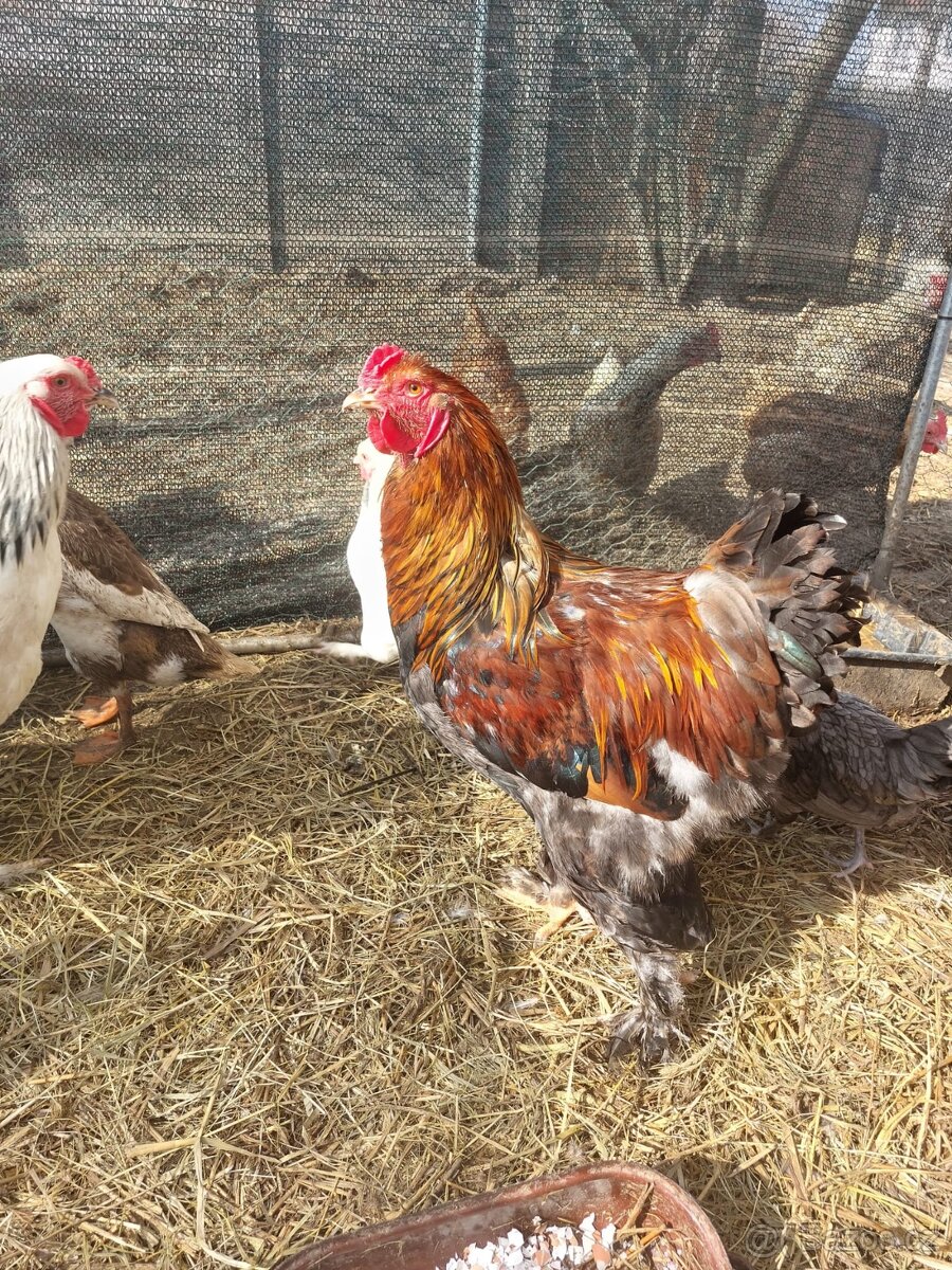 Brahmanky kohouti - 3