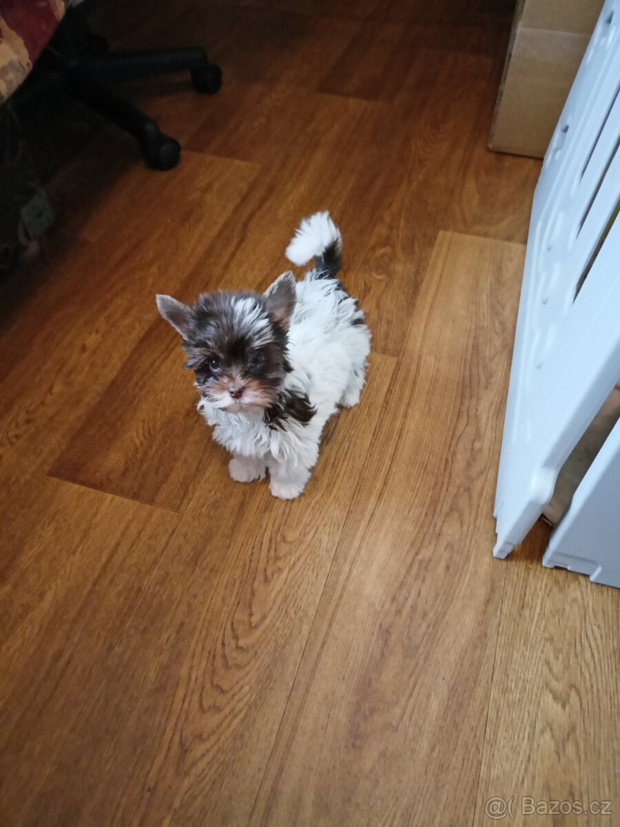 Jorkšírský teriér s PP míní - 3