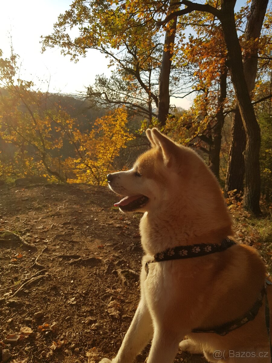 Akita Inu ke krytí - 3