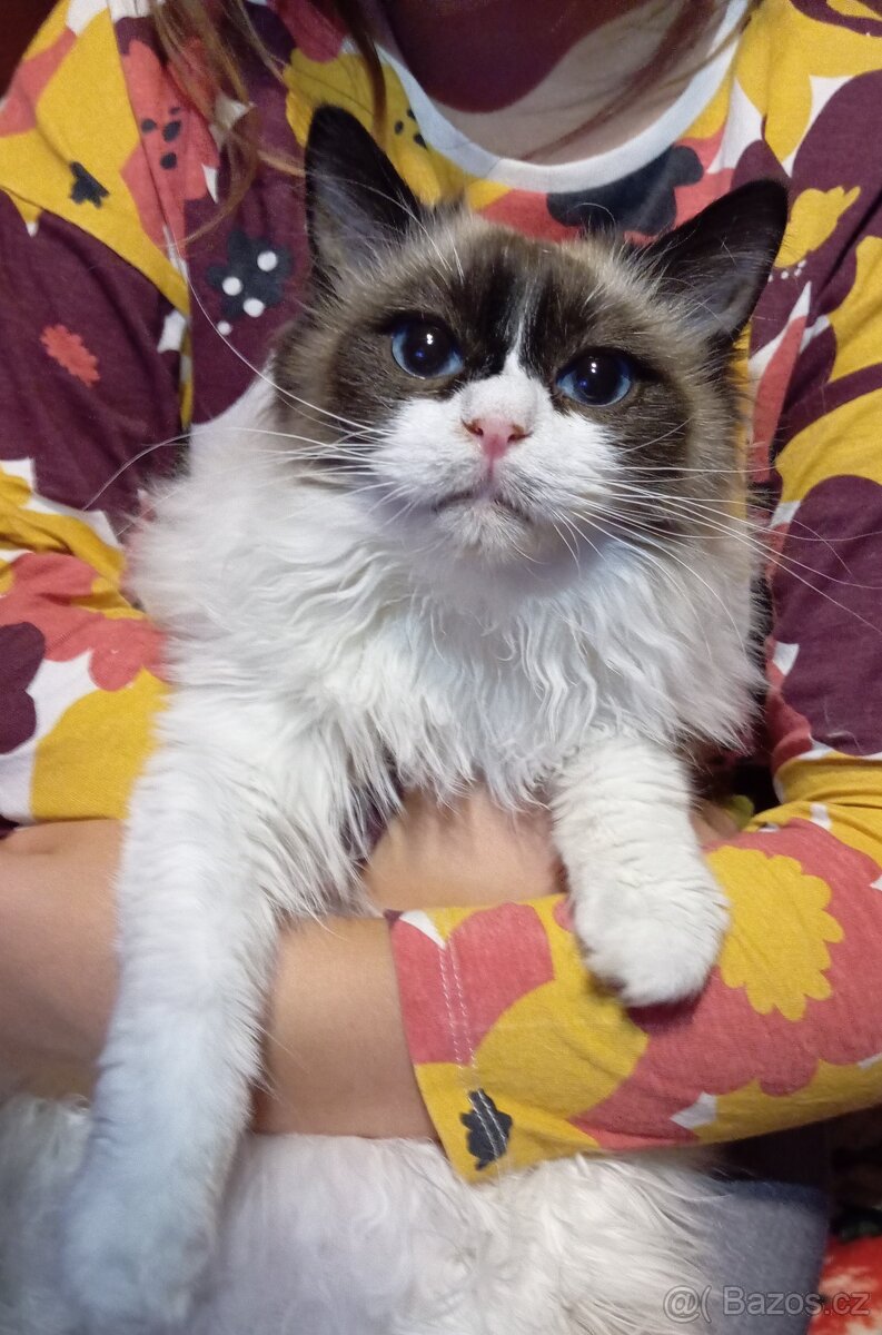 Ragdoll kocourek, kotě. - 3