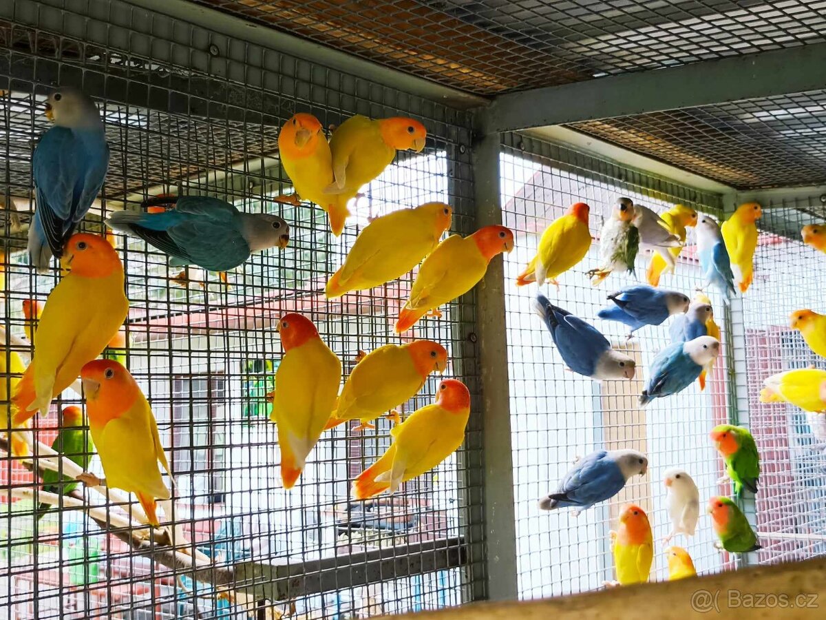 Agapornis ružovohrdly opalin - 3