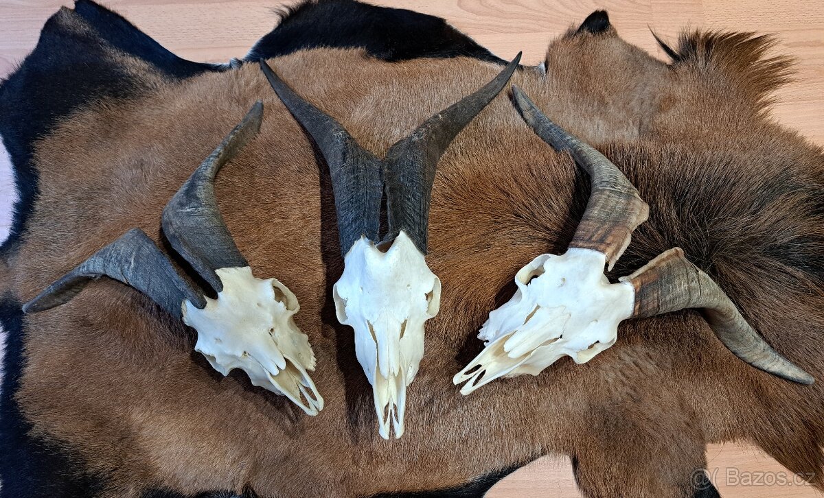 Trofeje, cap a koza - 3