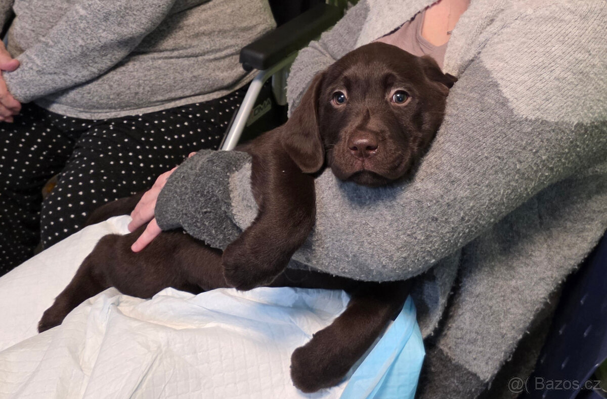 Labradorský retrívr s PP - 3